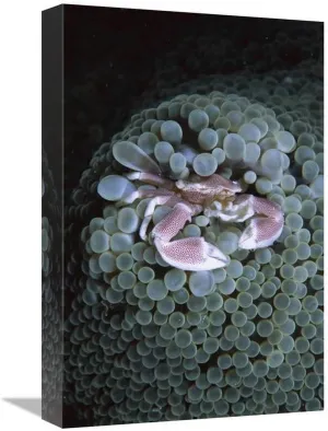 12 x 18 in. Spotted Anemone Crab Living in Sea Anemone Tentacles, Sulu Sea, Borneo Art Print - Hiroya Minakuchi