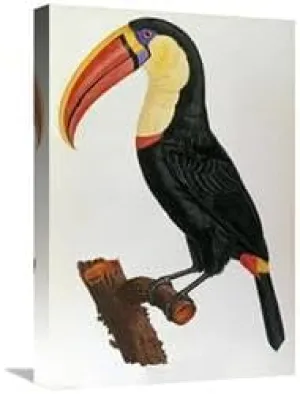 22 in. Le Toucan Art Print - Francois Le Vaillant
