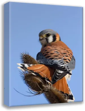 ArtDirect Archer, Ken 17x24 Gallery Wrapped Canvas Museum Art Titled: American Kestrel