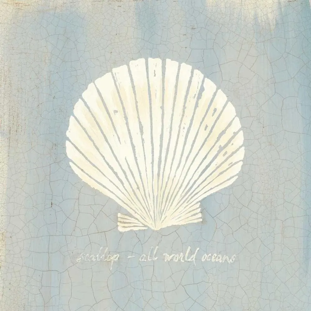ArtDirect Imperial Scallop 15x15 Gallery Wrapped Canvas Museum Art by Z Studio