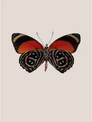 ArtDirect Incado 19x24 Gallery Wrapped Canvas Museum Art Titled: Agrias amydon
