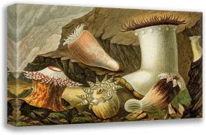 ArtDirect Philip Henry Gosse 18x12 Gallery Wrapped Canvas Museum Art Print Titled: Hormathia Margaritae, Phellia Brodricii, Peachia Hastata, P. Undata (1860)