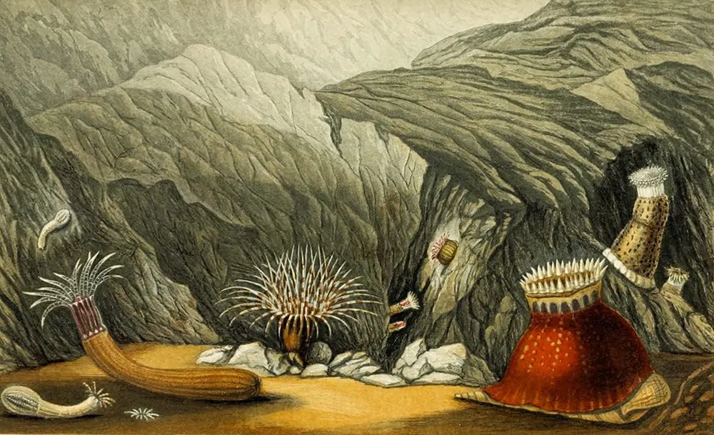 ArtDirect Philip Henry Gosse 18x13 Gallery Wrapped Canvas Museum Art Print Titled: Phellia Gausapata, P. Murocincta, Gregoria Window, Bunodes Crowned (1860)