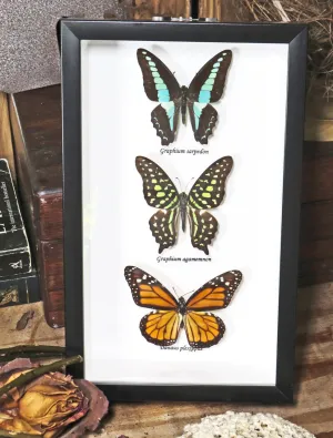Australian Butterfly