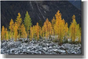 Epic Graffiti 'Alpine Larches North Cascades' by Alan Majchrowicz,Giclee Canvas Wall Art, 18"x12"