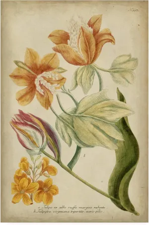 Trademark Fine Art, 16x24 Weinman Tropical Floral II by Weinmann