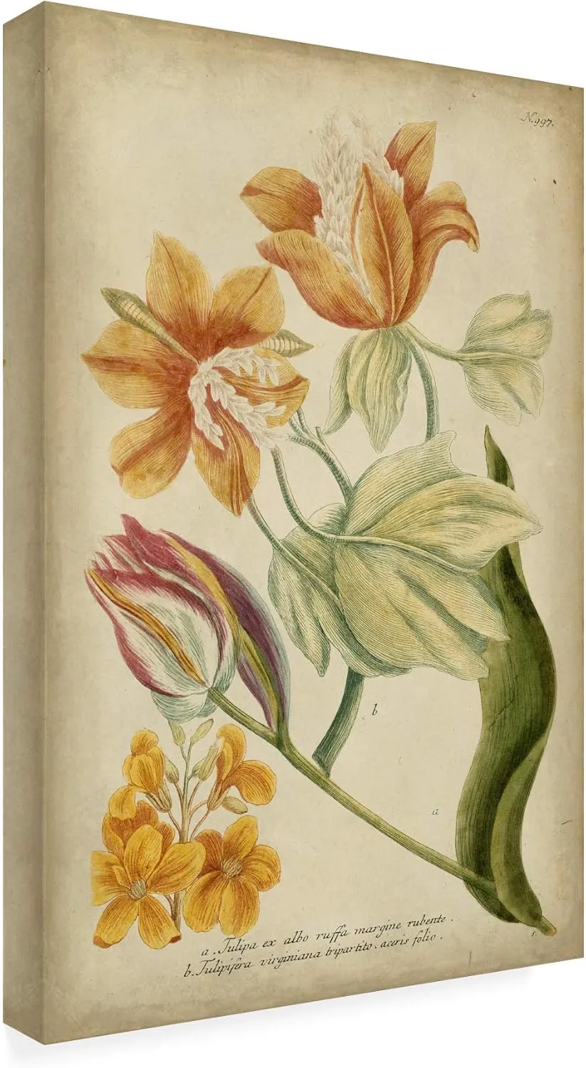 Trademark Fine Art, 16x24 Weinman Tropical Floral II by Weinmann