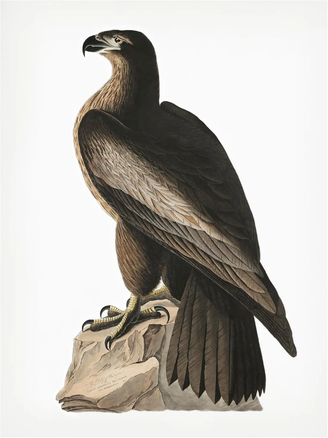Trademark Fine Art Canvas Wall Art - Pictufy 'Great American Sea Eagle From Birds of America 1827' Wall Art for Living Room, Bedroom, or Office Décor