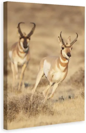 Wild Animal Wall Poster Decor Antelope Antler Pronghorn In Grassland Running Room Aesthetics Posters Canvas Posters Bedroom Decoration Sports Office Decoration Gifts Wall Art Decoration Printing Poste